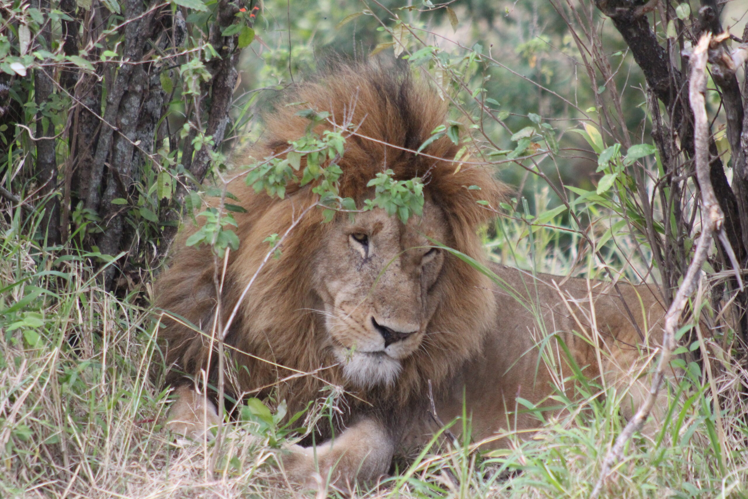 travel-kenya-covid-19-protocols