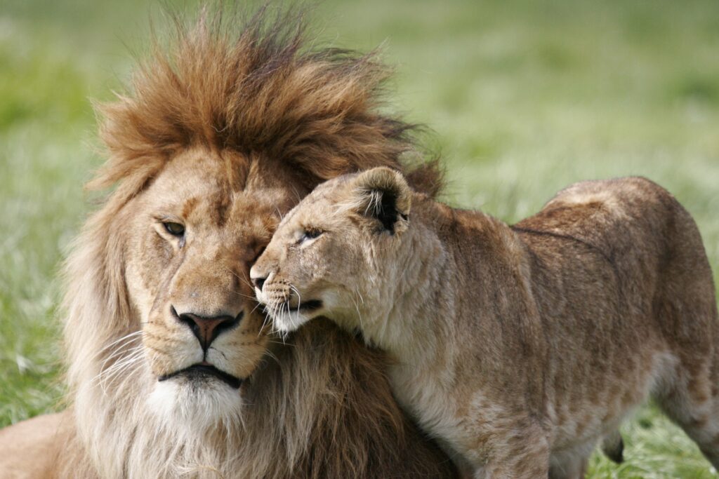 samburu-game-reserve