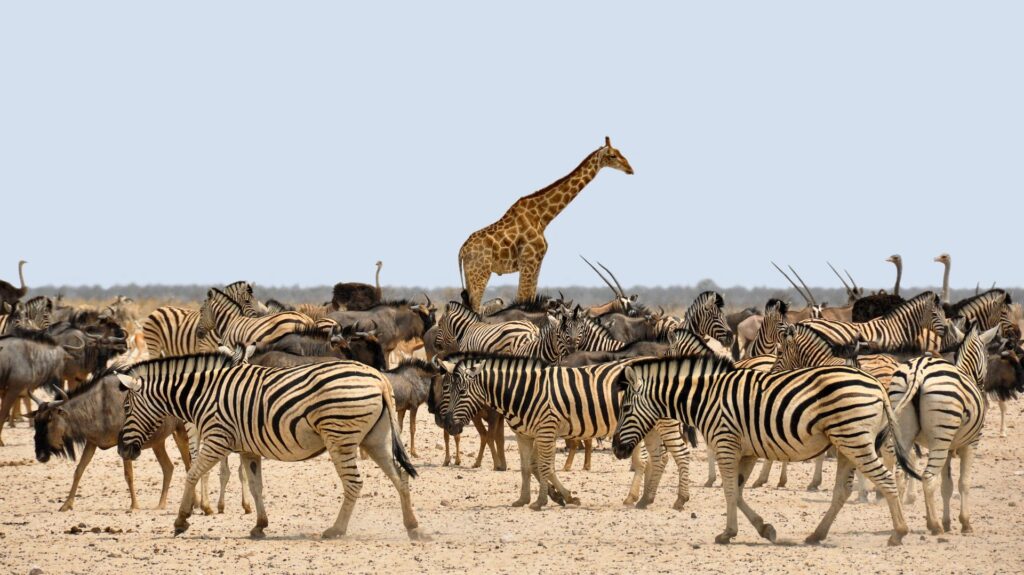 zebra-giraffe-wildlife