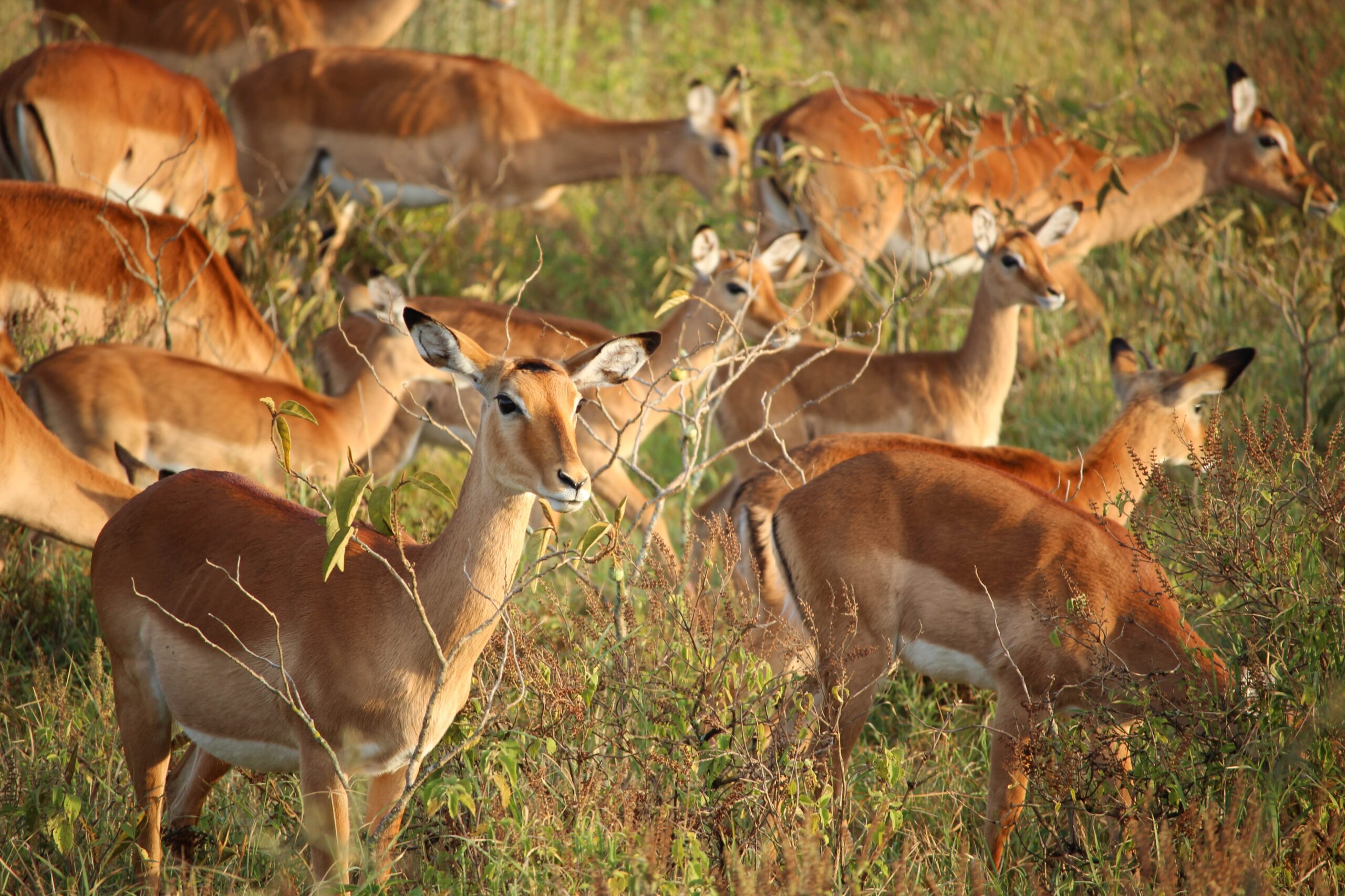 Tsavo-west