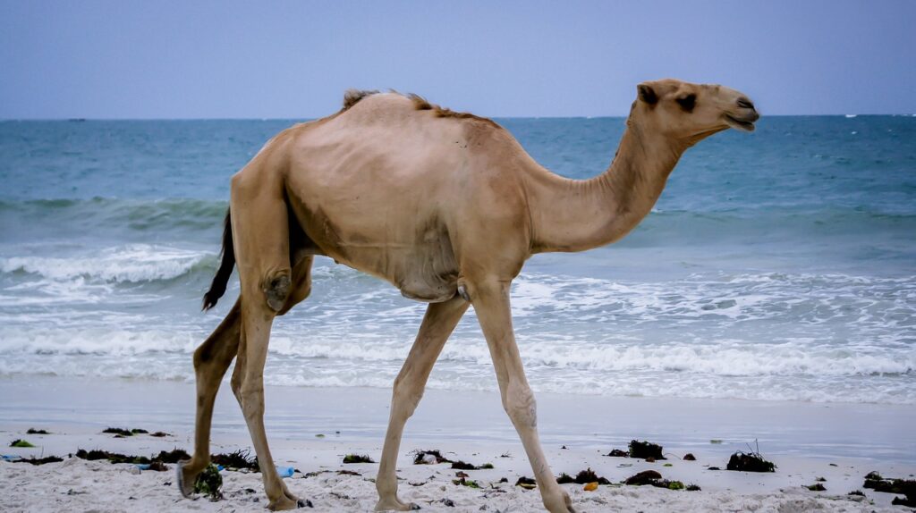 camel, kenya, mombasa