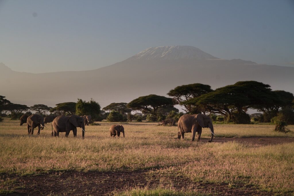 elephant, kilimadscharo, amboseli