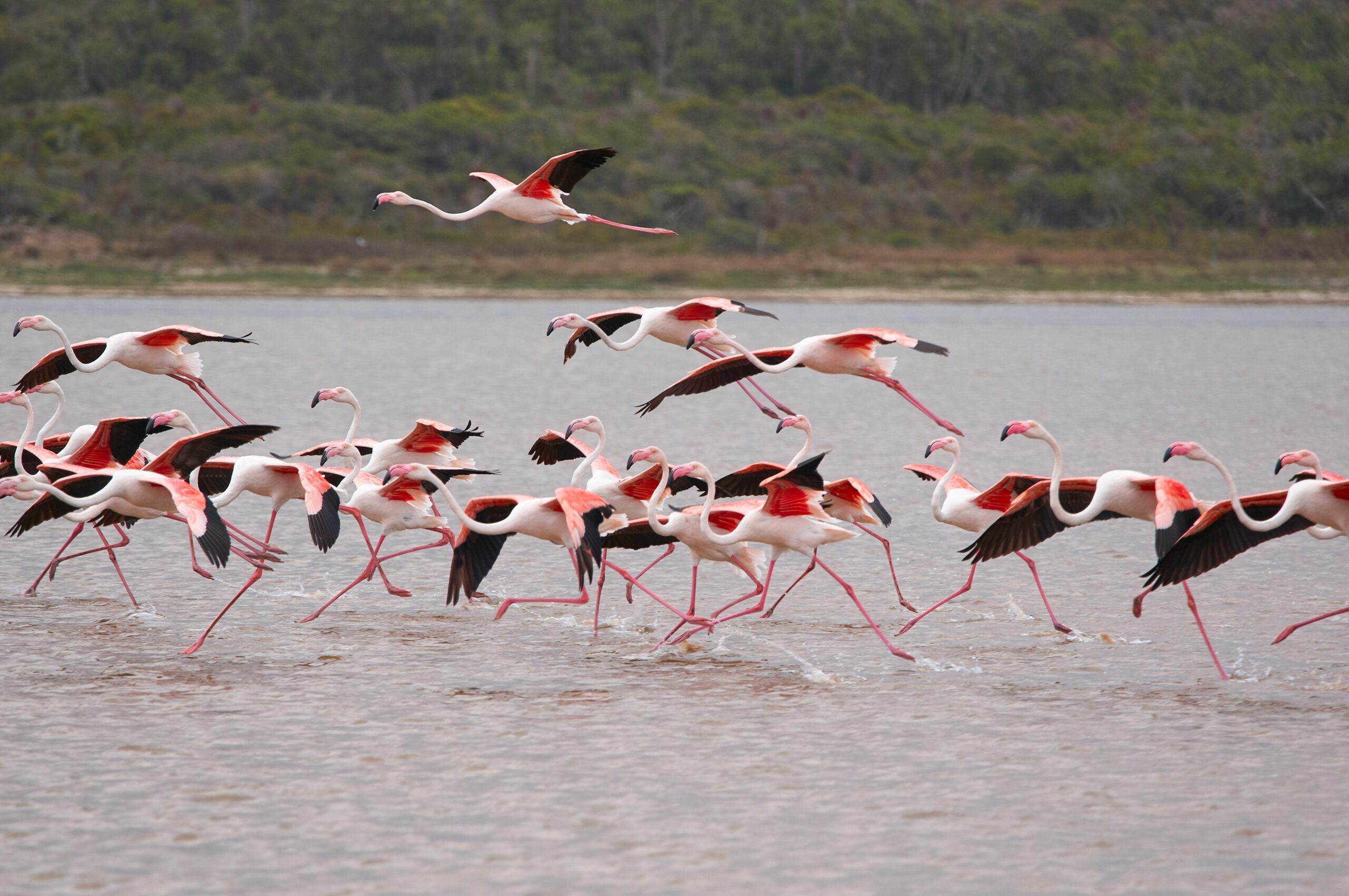 lake-nakuru