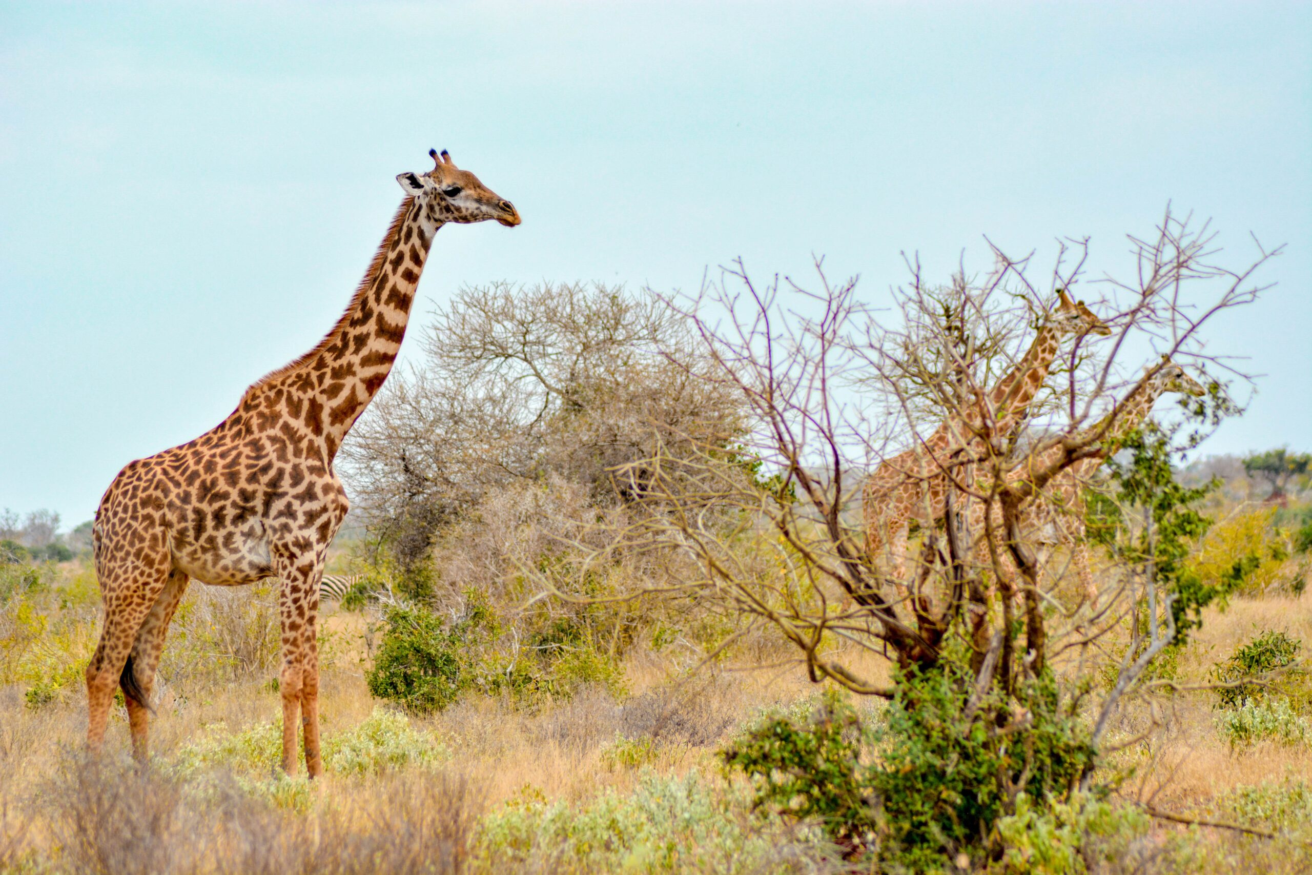 tsavo-east-national park