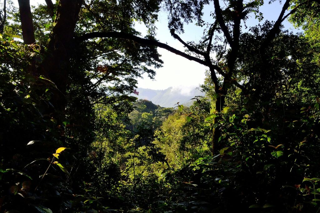 bwindi impenetrable forest, uganda, africa-355180.jpg