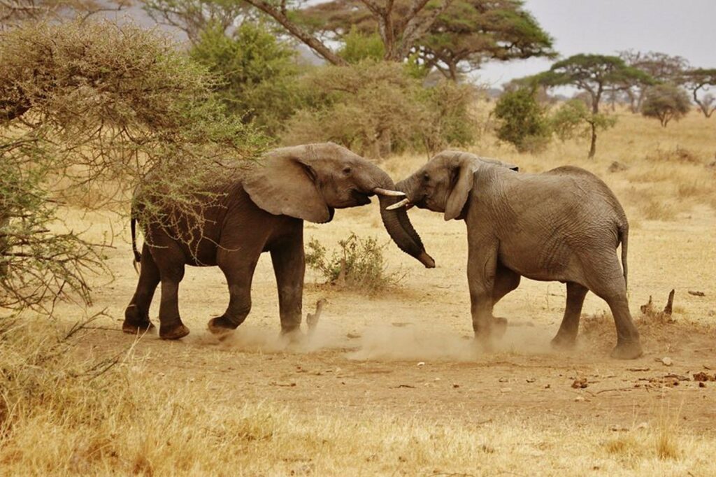 elephant babies, elephant family, serengeti national park-278525.jpg