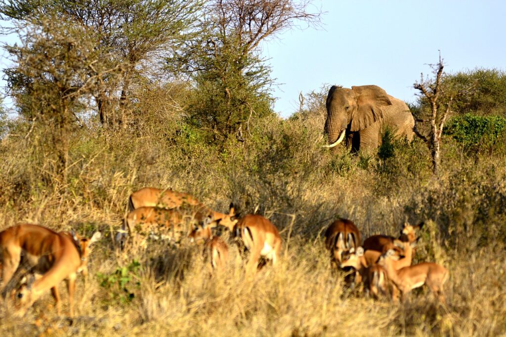 elephant, impala, gazella-650627.jpg