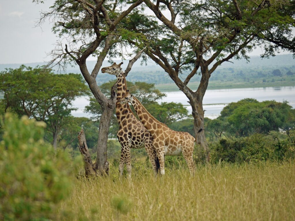 giraffes, rothschild-giraffes, uganda-1416574.jpg