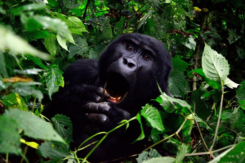 gorilla, bwindi impenetrable forest, uganda-355178.jpg