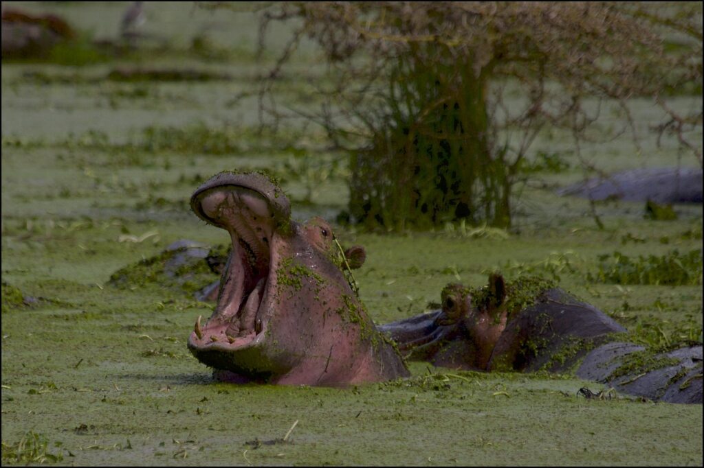 hippo, ngorongoro crater, tanzania-4894282.jpg