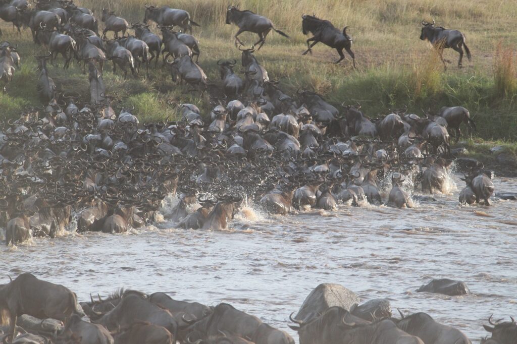 wildebeest migration, great migration, wildebeest-2322110.jpg