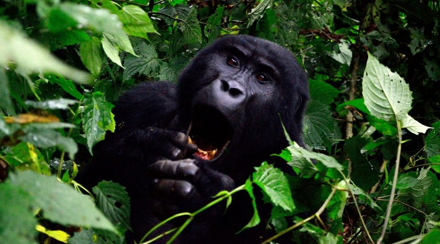 gorilla, bwindi impenetrable forest, uganda-355178.jpg