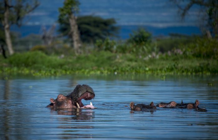 hippopotamus, africa, safari