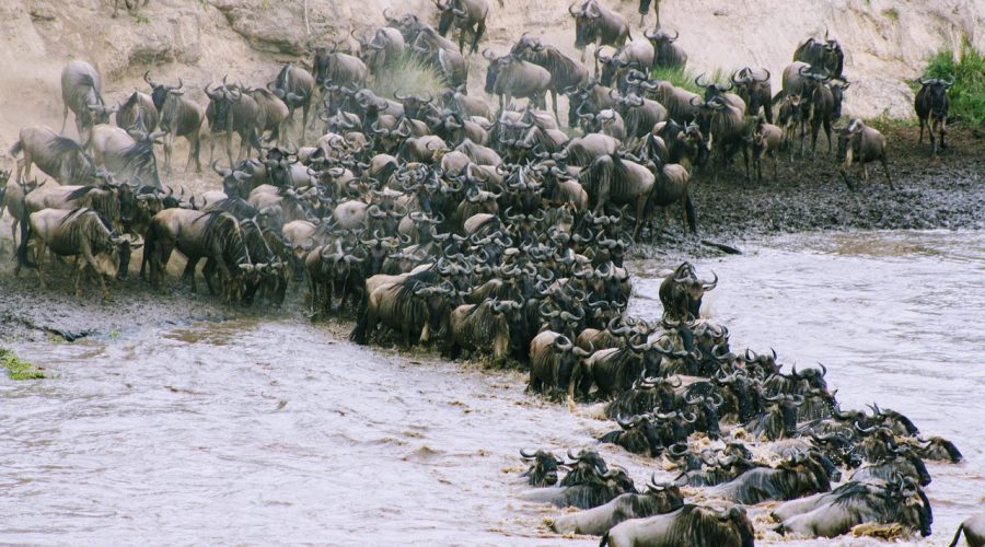 wildebeest-migration-masai-mara