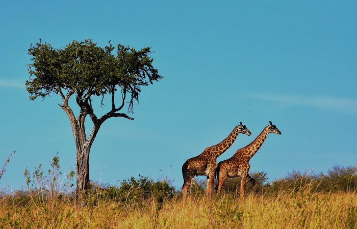 wildlife, africa, tanzania