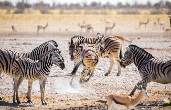 zebras, namibia, africa